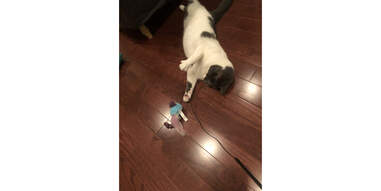 cat trying to catch the Kong Feather Teaser toy