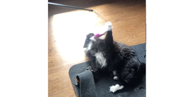 Kong feather teaser online