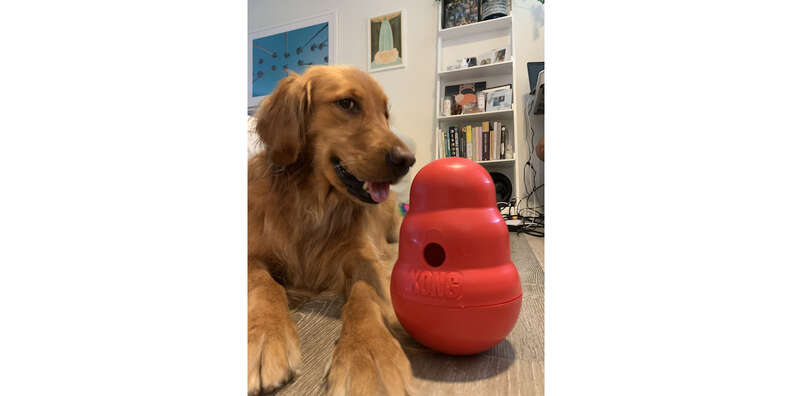 dog with Kong wobbler toy
