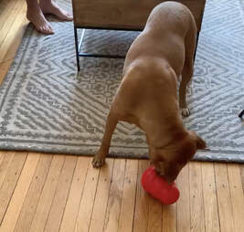 dog playing with Kong wobbler