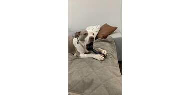 dog chewing toy on top the Orvis quilted throw