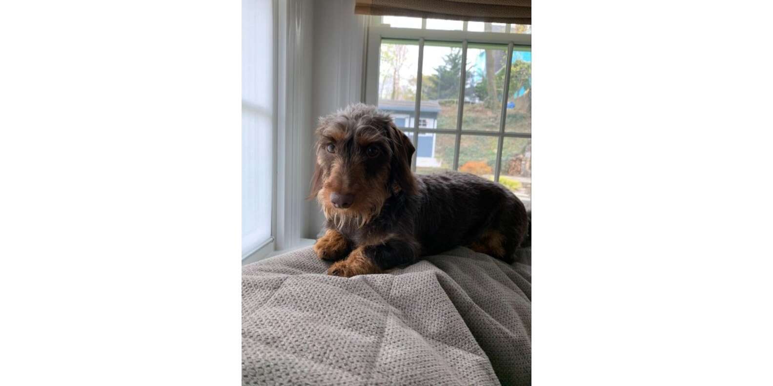 Orvis GripTight Quilted Dog Throw Couch Cover Review Paw of Approval