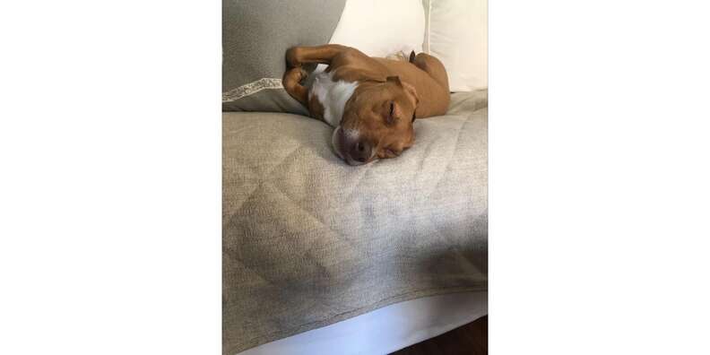 Orvis furniture covers online