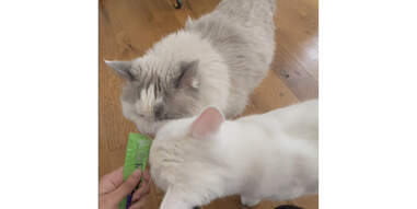 cats eating tiki stix treat