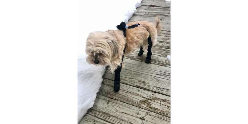 World's First Dog Leggings