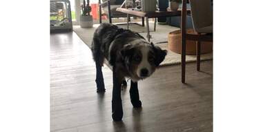 walkee paws dog leggings