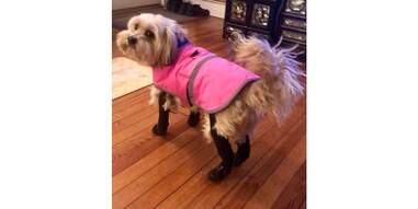 walkee paws dog leggings