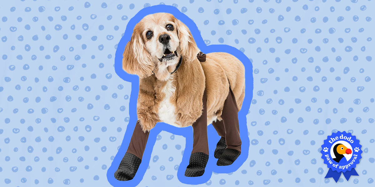Walkee Paws Dog Leggings, The World's First Dog Leggings That are Dog  Shoes, Dog Boots and Dog Socks All in One, for Protecting Your Pet from Hot