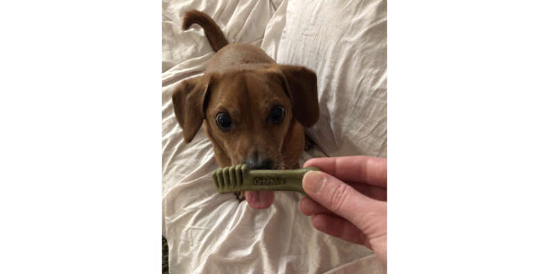 greenies dental treats for dogs