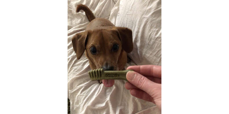 are greenies dog treats good for your dog