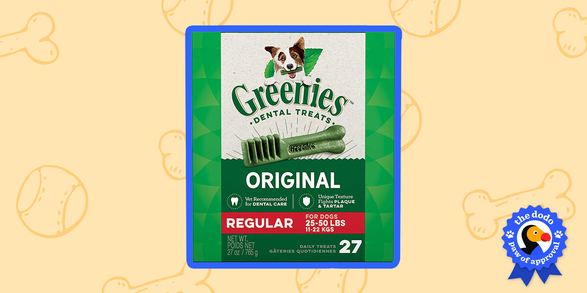 My dog ate a clearance whole bag of greenies