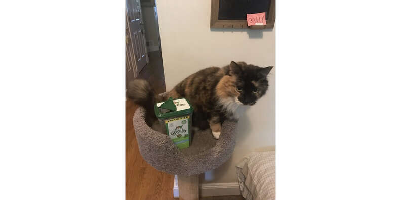 Feline Greenies Dental Treats Reviews Paw of Approval The Dodo