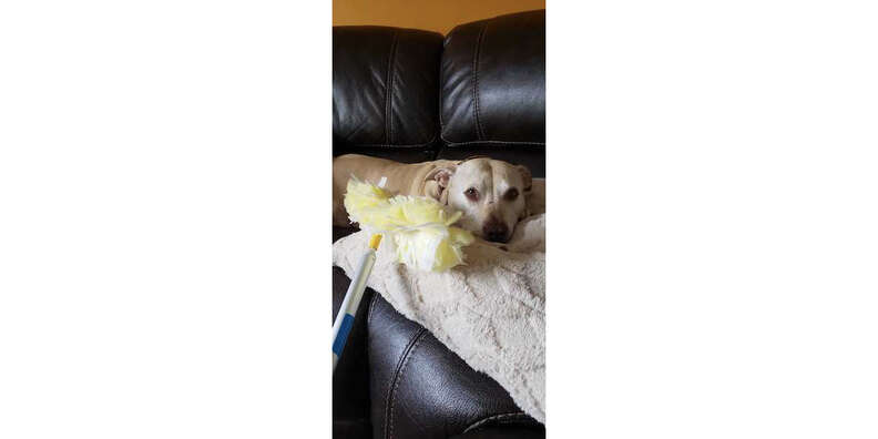 Swiffer Duster Extender Pet Reviews - Paw of Approval - The Dodo