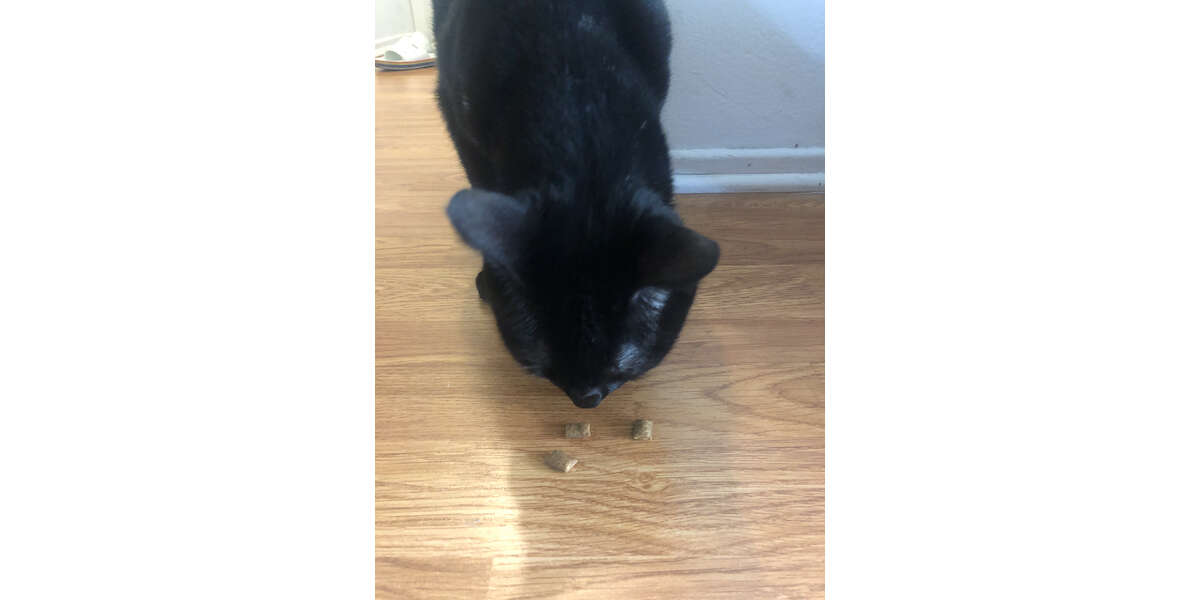 temptations classic cat treats