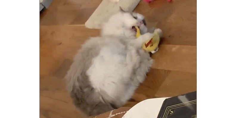 cat and yeowww banana cat toy