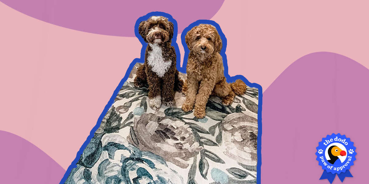 Ruggable Rugs Reviews Paw of Approval The Dodo