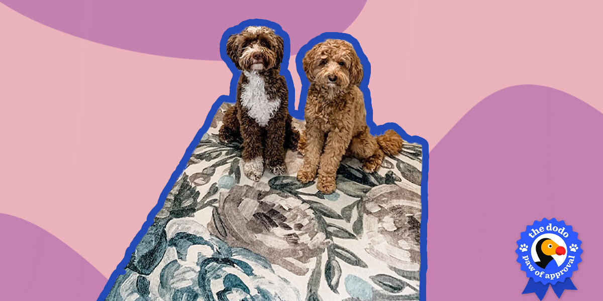 Cat Ruggable Ruggable Rugs Reviews - Paw of Approval - The Dodo