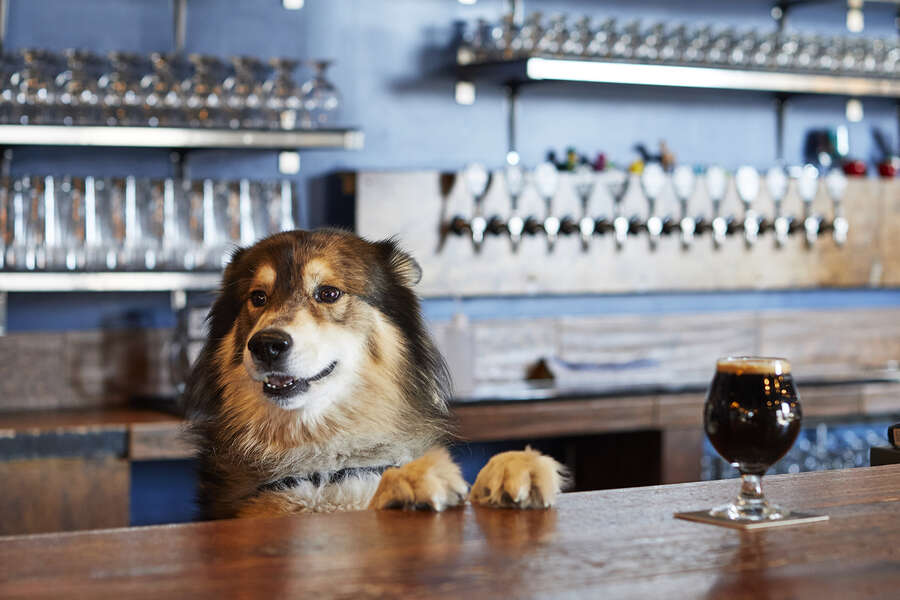 10 Places Around Boston To Take Your Dog Thrillist