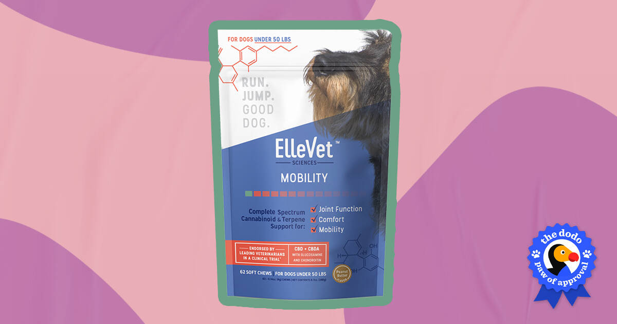 Ellevet chews best sale