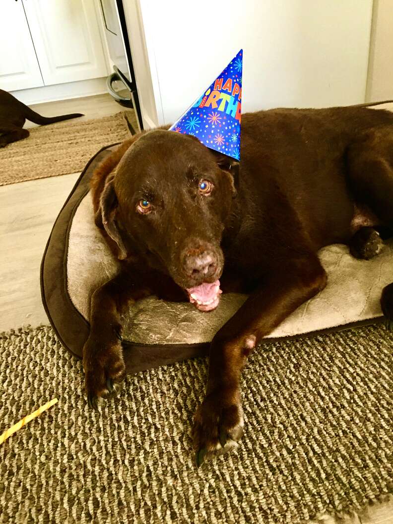 birthday dog