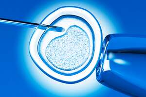 Why Scientists Might Drop the 14-Day Limit on Human Embryo Research 