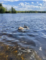 Dog swims with groundhog on his back