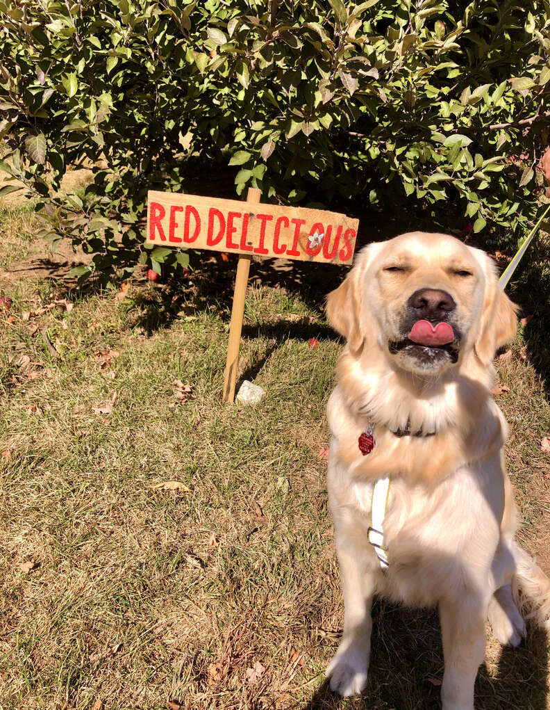 Woodchuck jumps on dog's back