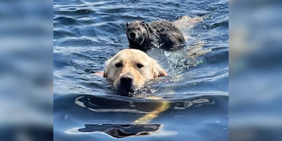 Golden Retrievers Trying to Rescue Corgi Trapped on Waterslide