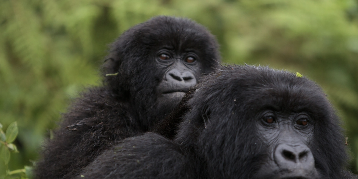 Rethinking Funding Models for Ape Conservation - Vimarsana News