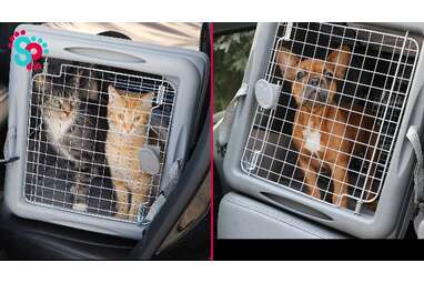 Best dog crate for car clearance travel