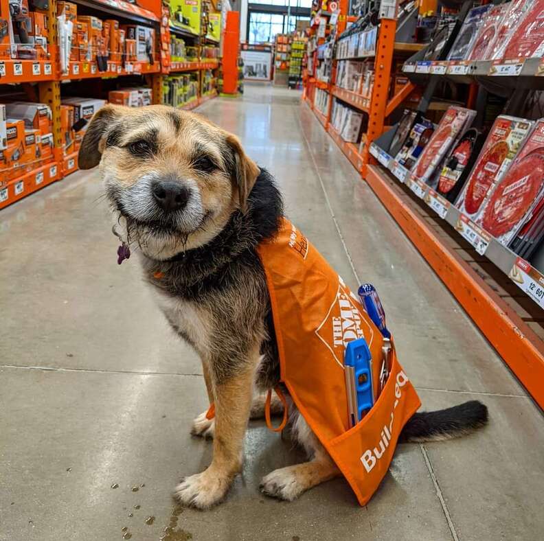 The home depot store dogs