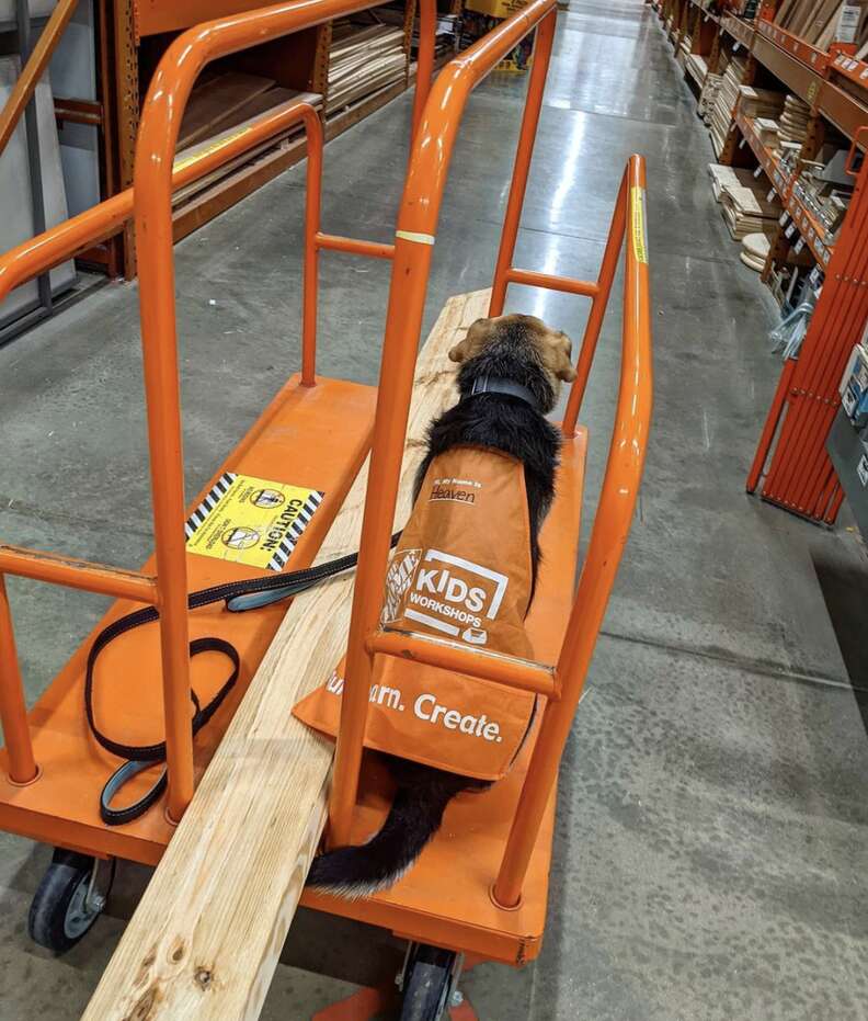 Rescue dog loves Home Depot