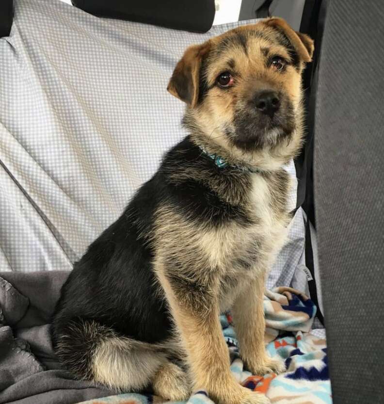 Dog Is Literally The Cutest Home Depot Employee Ever - The Dodo