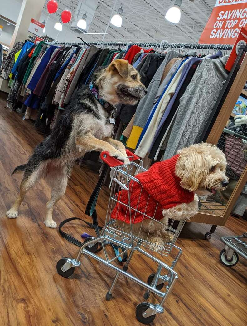 Dog Is Literally The Cutest Home Depot Employee Ever - The Dodo