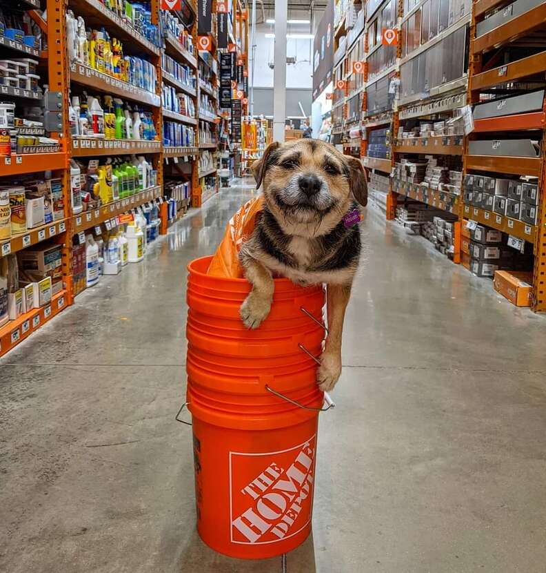 Dog Is Literally The Cutest Home Depot Employee Ever The Dodo