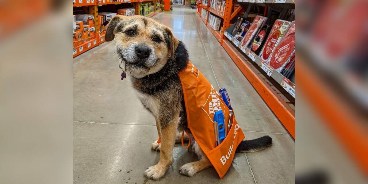 Dog Is Literally The Cutest Home Depot Employee Ever - The Dodo