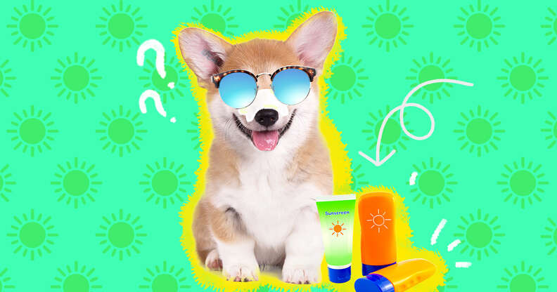 Do dogs need hot sale sunscreen