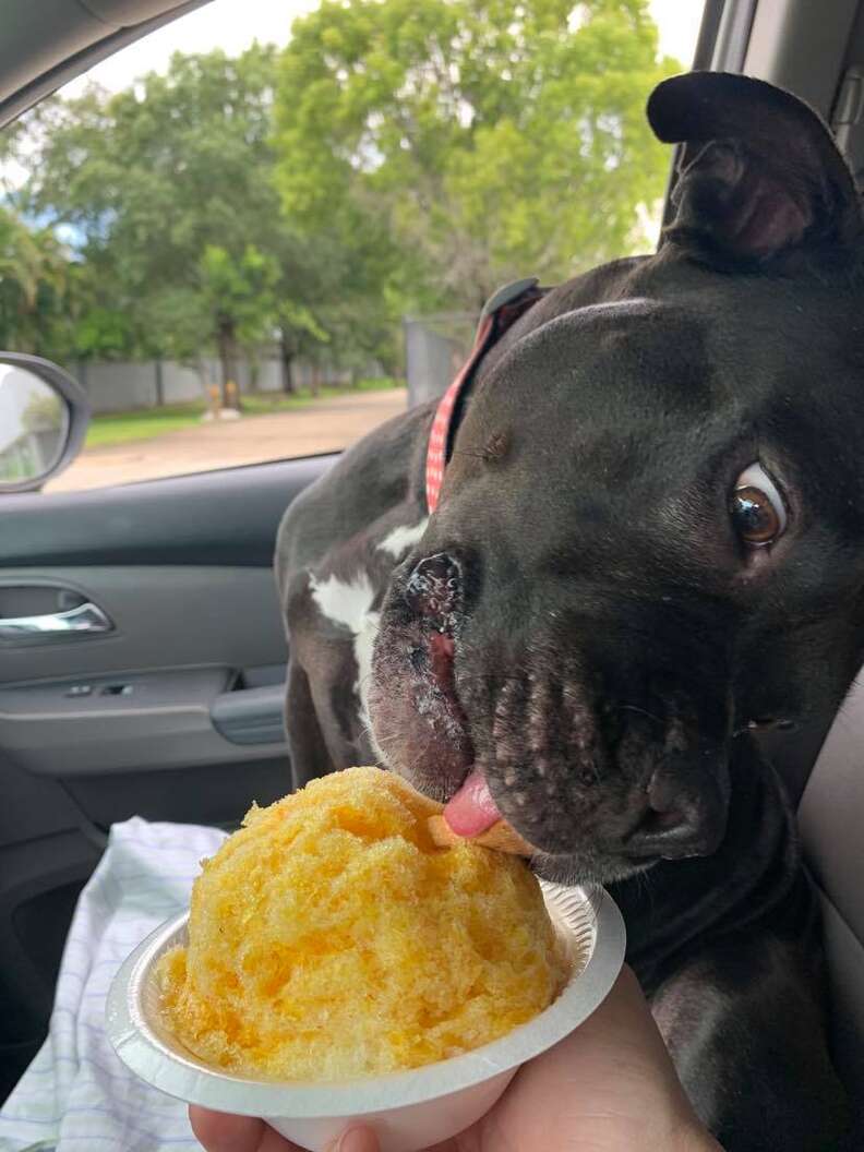 dog eats snow cone