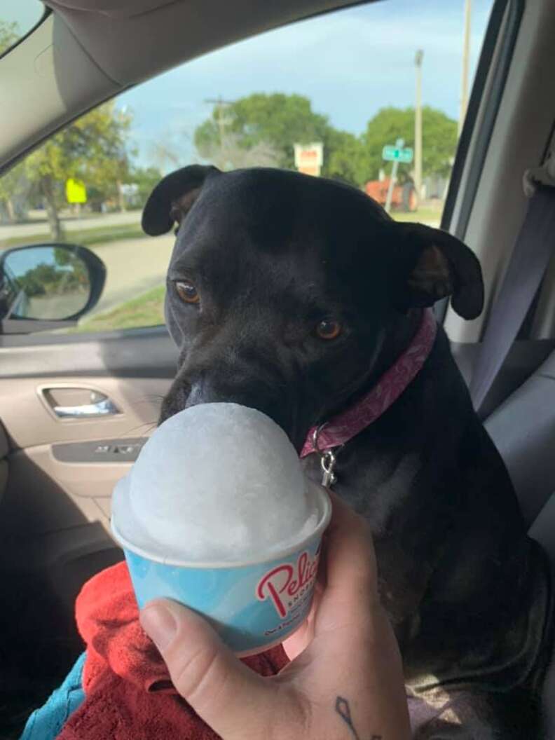 Dog store snow cone