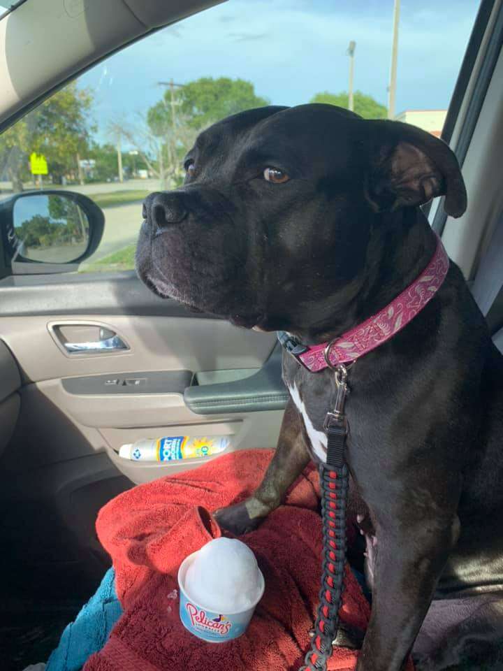 dog snow cone