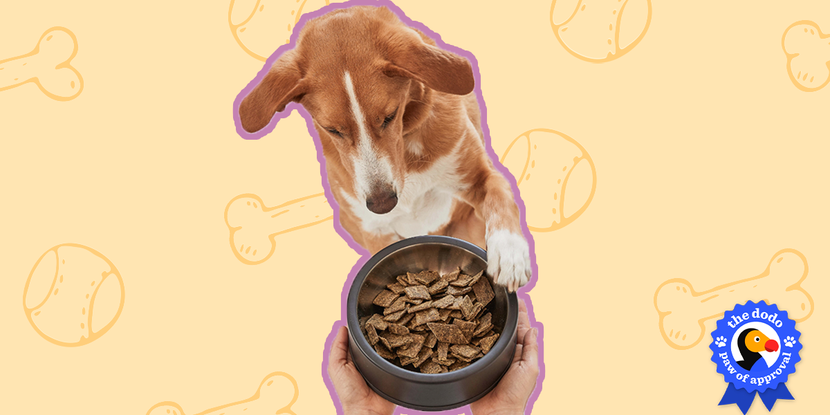 Sundays dog food reviews paw of approval the dodo