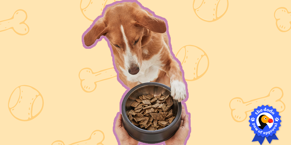 sundays-dog-food-reviews-paw-of-approval-the-dodo