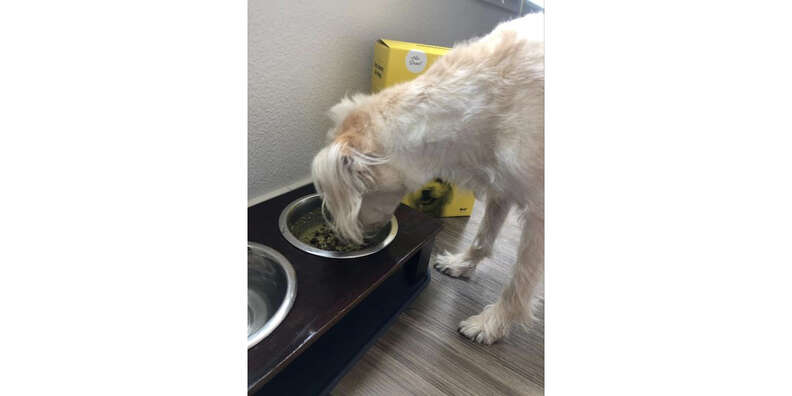 Sundays for Dogs Review - Did My Dog Like This Food?