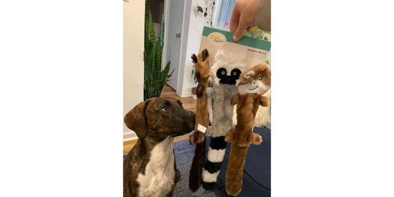 Zippypaws sales skinny peltz