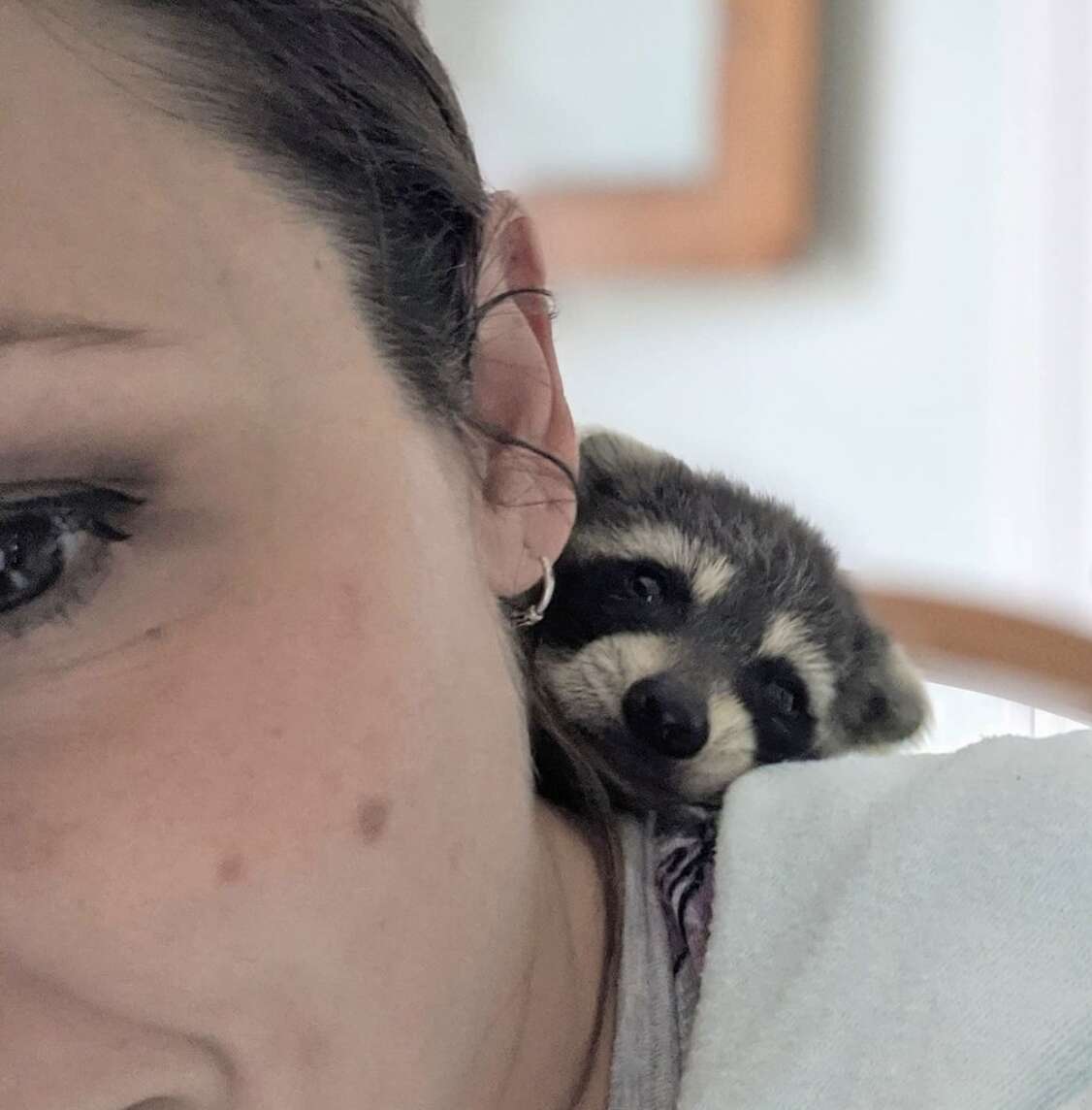 Baby raccoon rescued from side of road