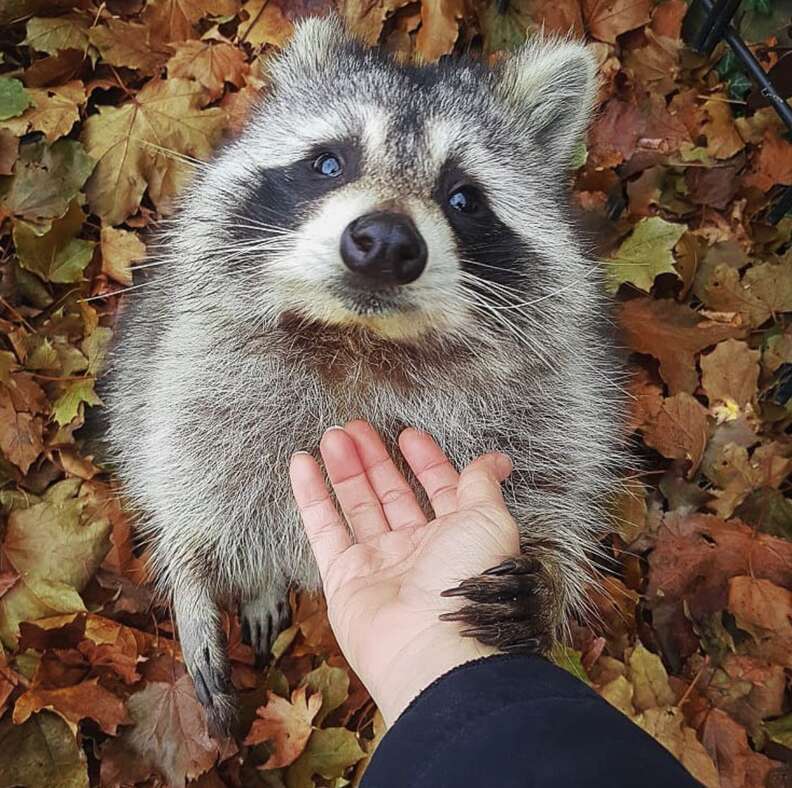 can i feed my dog raccoon