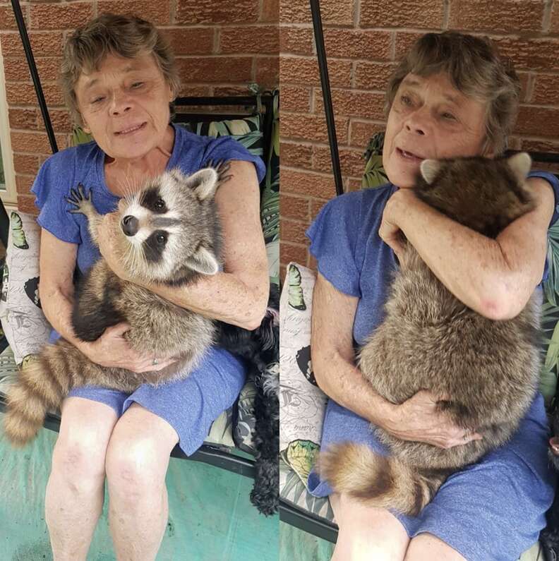 Rescued raccoon comes back to visit mom