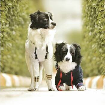 Stuffed dogs that look on sale like your dog