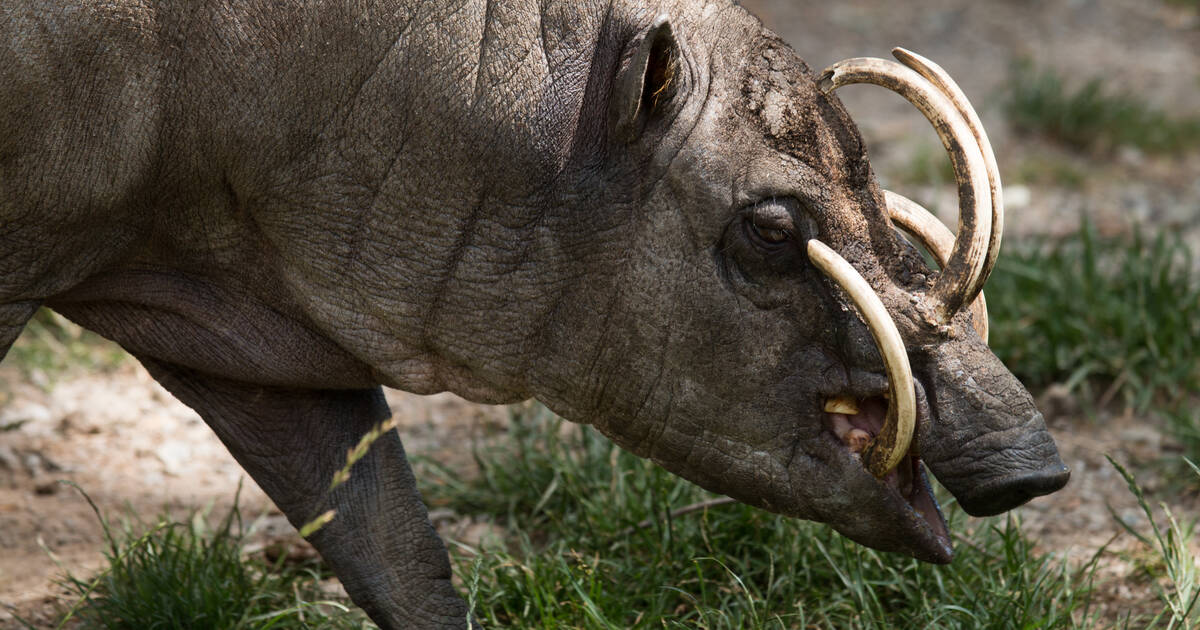 Types Of Wild Pigs