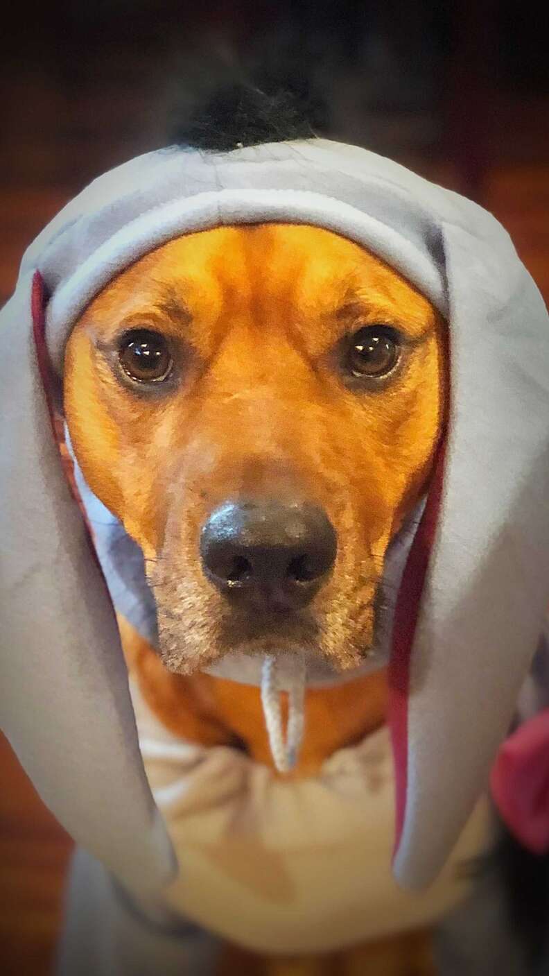 Rescue dog wears his quiet ears